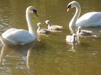 Discarded fishing hook swallowed by swan