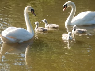 Discarded fishing hook swallowed by swan