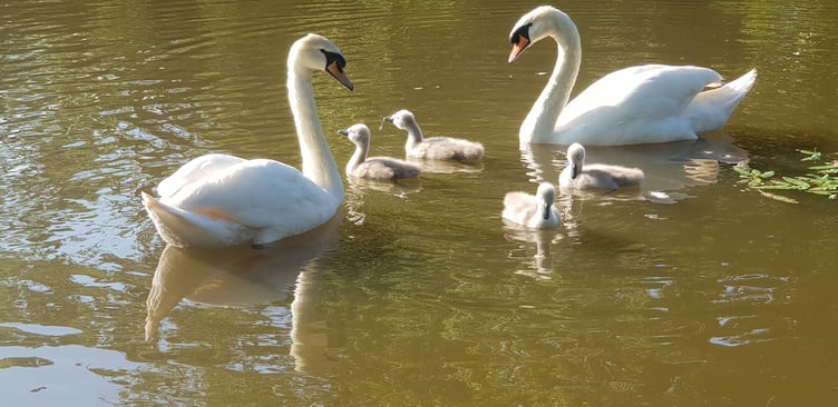 The Wellington Basins swan family reunited after an RSPCA vet removed a fishing hook swallowed by the female bird.