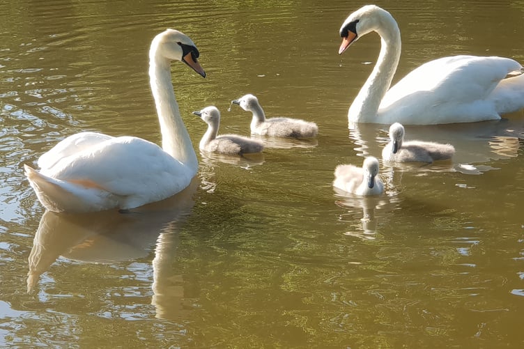 The Wellington Basins swan family reunited after an RSPCA vet removed a fishing hook swallowed by the female bird.