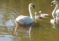 RSPCA rescues Wellington Basins swan suffering trauma of fishing hook stuck in mouth
