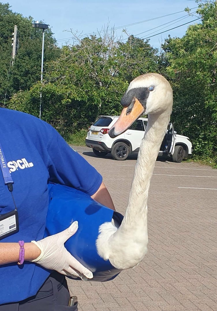 An RSPCA officer returning the injured swan to the Basins, in Wellington.