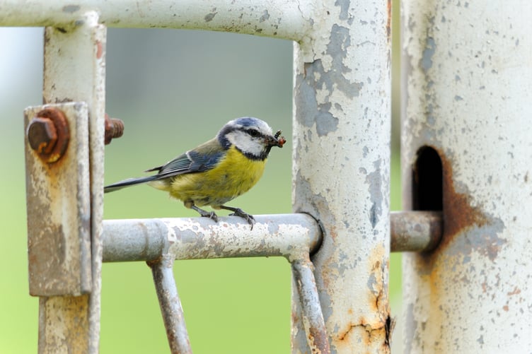 Blue tit feeding nestlings taking a welcome break on a gate post captured by Amy Lewis.
