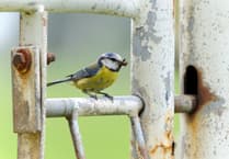 Photography competition celebrates nature on our doorsteps
