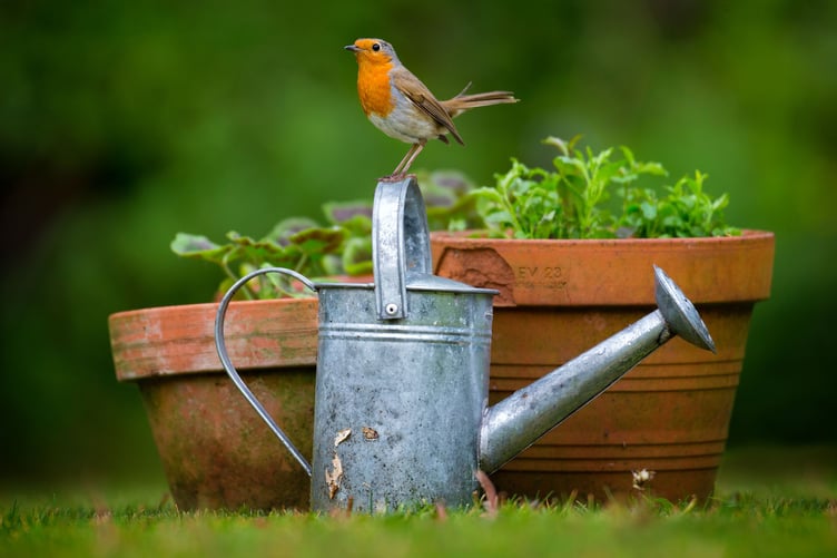 Photographers are asked to discover wildlife on their doorsteps in this year's Somerset Wildlife Trust competition.