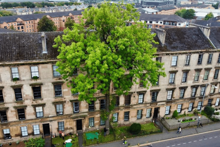 Tree of the Year 2025