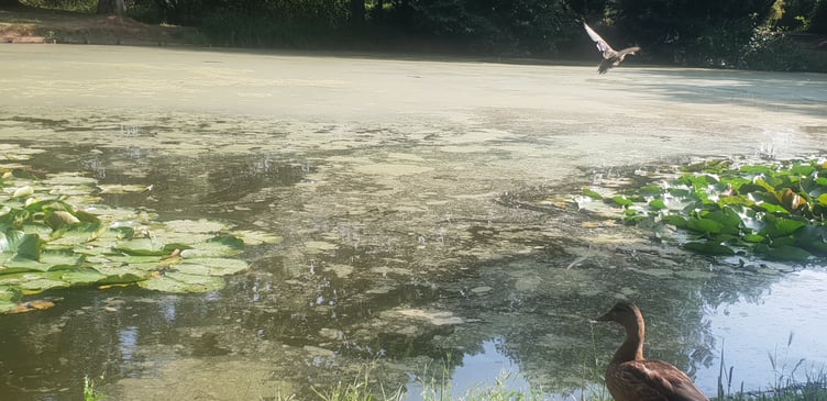 Scum can clearly be seen covering the surface of the smaller pond in Wellington Basins.
