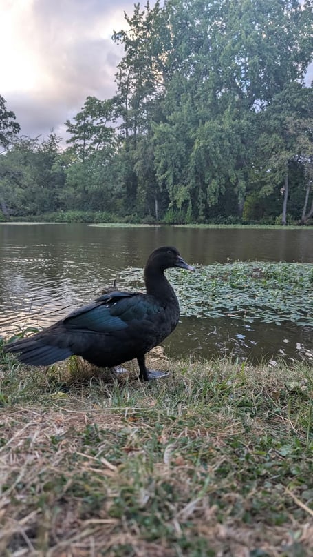 Muscovy ducks are just one species of wildlife struggling with discarded fishing tackle at the Basins.
