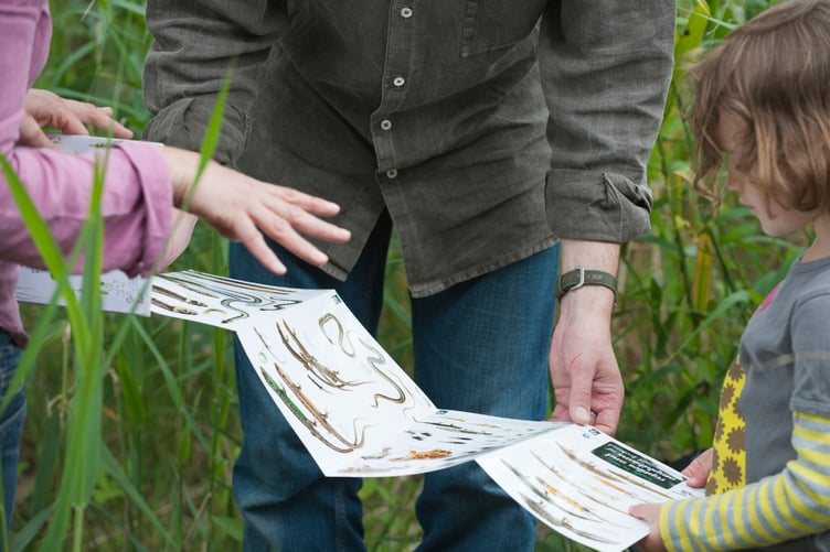 Take time this summer to find out about all the wildlife you can spot while out on a walk.