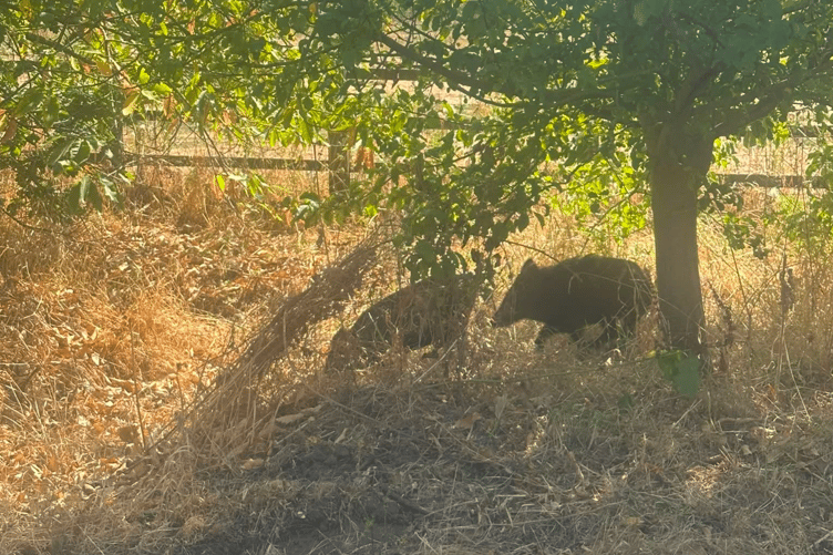 wild boar