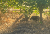 Boar-der patrol - are wild boar on the loose in Burlescombe?