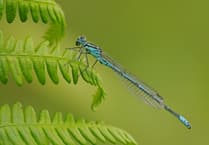 The Big Count uncovers new species in Somerset