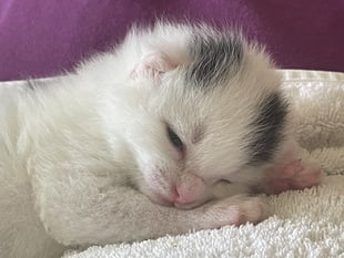 "Cutest kitten ever" found on village road