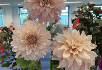 Blooming heck! Weather is a Flower Show challenge!