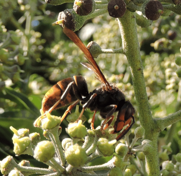 An Asian hornet photographed on ivy. PHOTO: Stewart Gould.