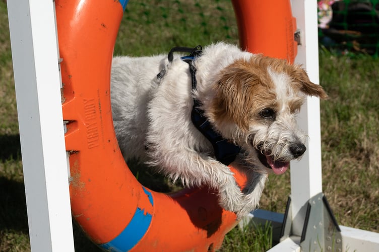 Dogs have their day as Ferne Animal Sanctuary's annual dog show returns this September.