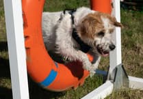 Sanctuary opens door for annual dog show