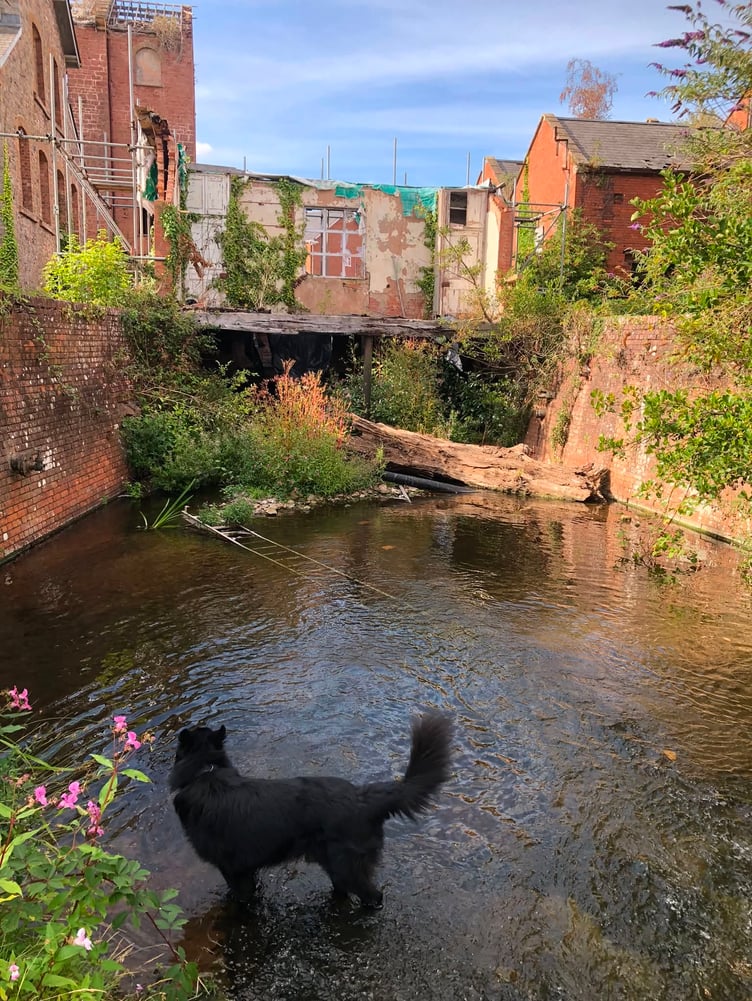 Security dog trainer Craig Baker is helping to tidy up the derelict Tonedale Mill site in Wellington in exchange for being allowed to train his dogs there.