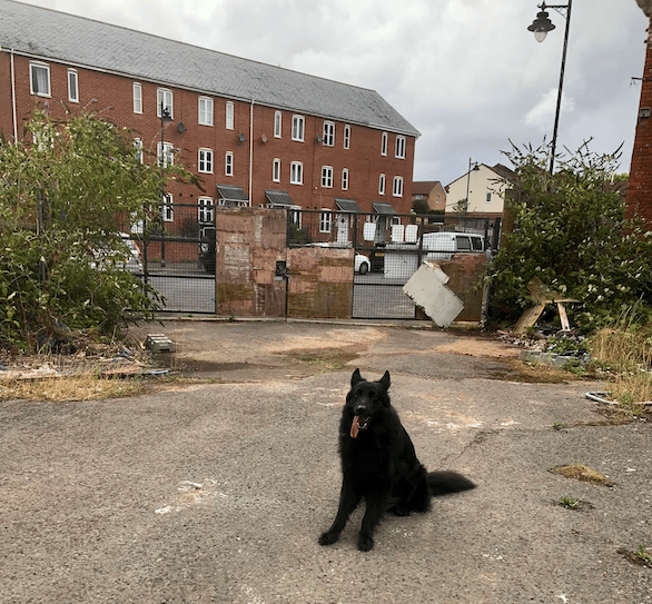 One of the dogs being used by Westcountry K9s to provide security for the Tonedale Mill site in Wellington, in front of what hasbeen named the 'humiliation gate'.