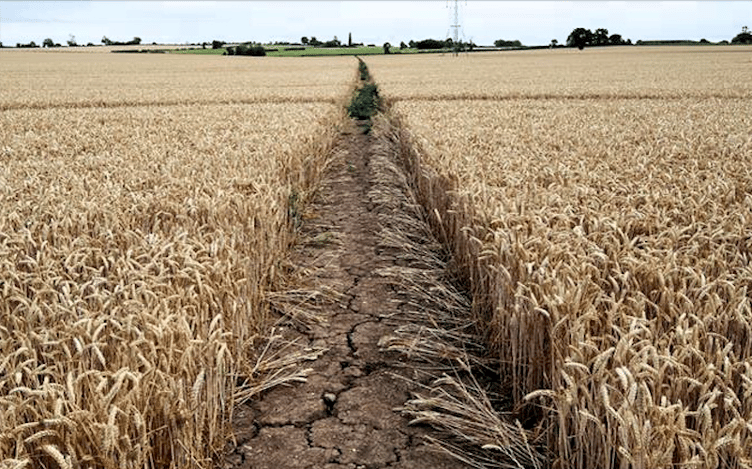 A farmer's crops damaged by this summer's drought. PHOTO: NFU.