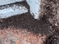 Villagers suffer horror movie-style bug invasion