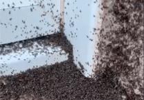 Invasion by millions of false chinch bugs traps horrified villagers in their homes