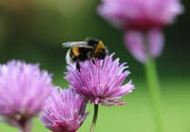 Councillors buzzing over plan for bees