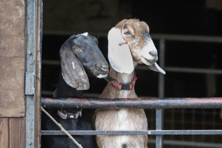 The charity on the Blackdown Hills relies on fundraising for the ongoing care of hundreds of animals.